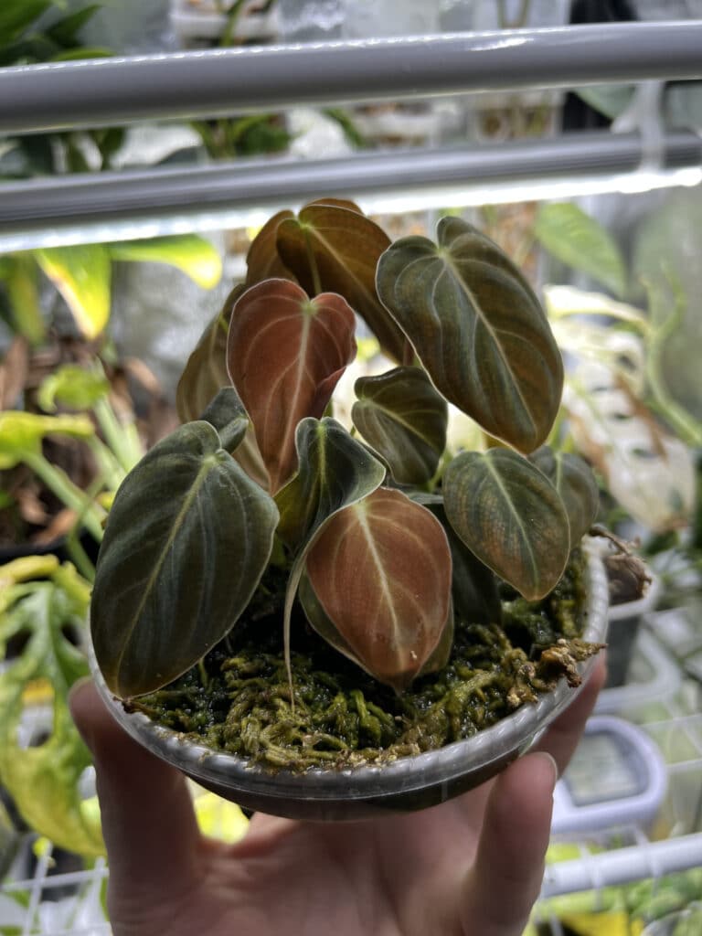 philodendrony v raseliniku